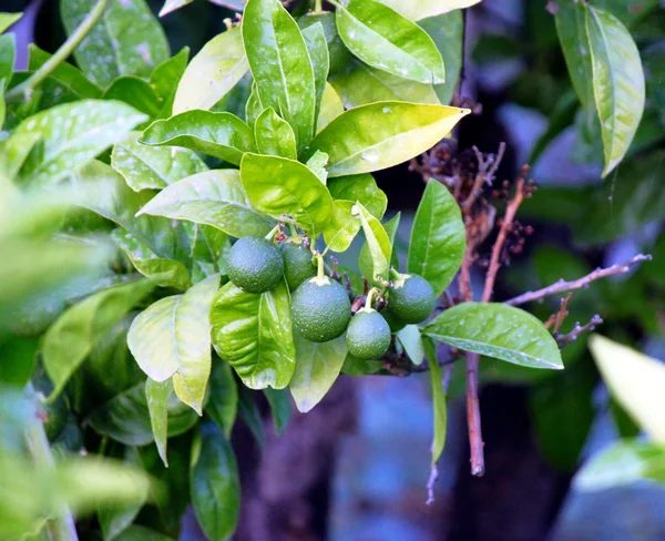 Lemons growing on tree — Stock Photo, Image