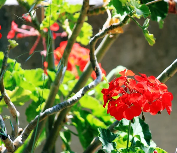 Rode geraniums in de tuin — Stockfoto