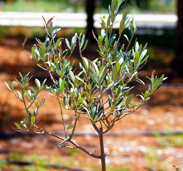 Молодые оливковые деревья в саду — стоковое фото