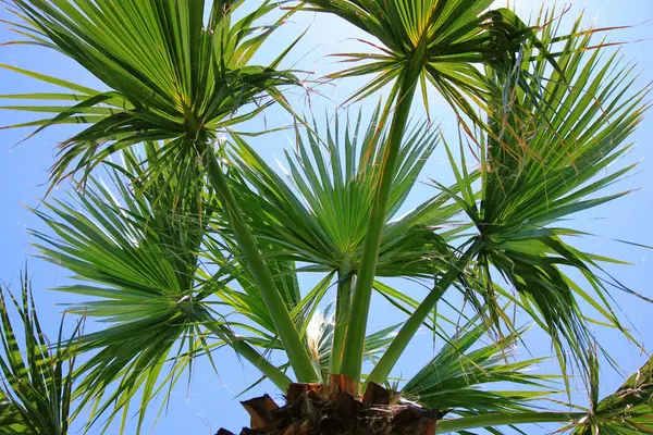 Frondes de palma da palma do ventilador contra o céu azul — Fotografia de Stock