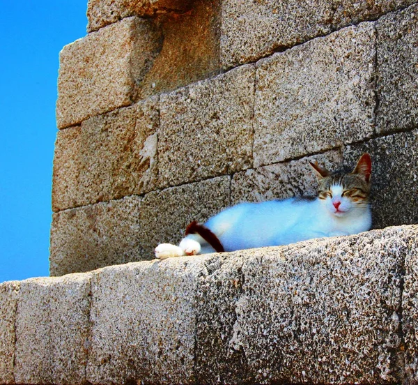 Chat fatigué couché sur la pierre — Photo