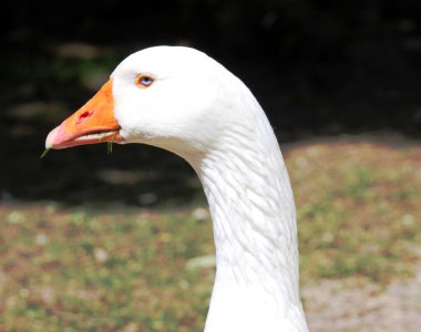 bahar beyaz yerli kaz