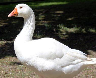 bahar beyaz yerli kaz