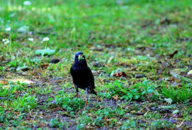 Karga Gıda için arama