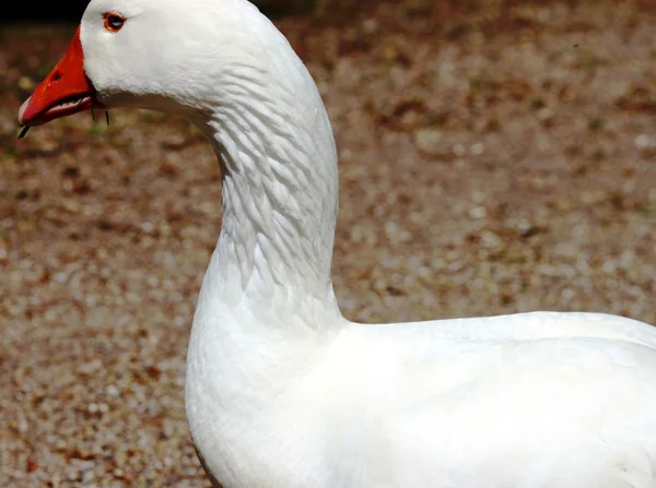White domestic goose in the spring — स्टॉक फ़ोटो, इमेज
