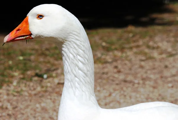 White domestic goose in the spring — Stock Photo, Image