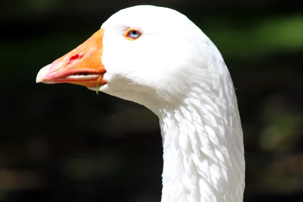 White domestic goose in the spring — Stock Photo, Image