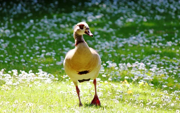 Ganso egípcio no prado — Fotografia de Stock