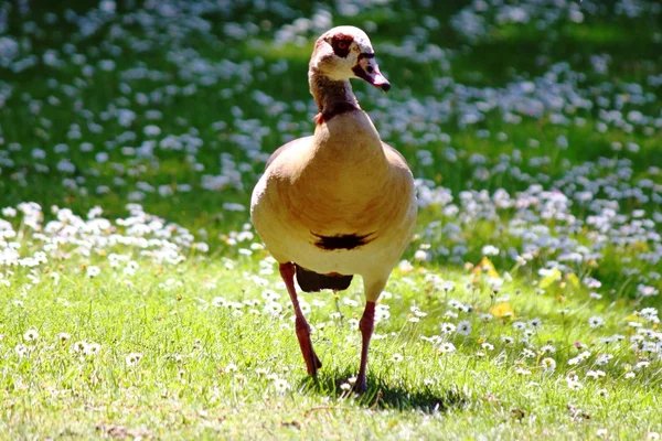 Egyptian Goose on the meadow — Stock Photo, Image