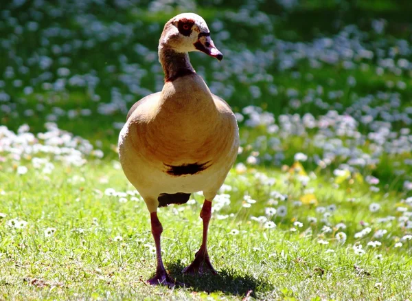 Ägyptische Gans auf der Wiese — Stockfoto