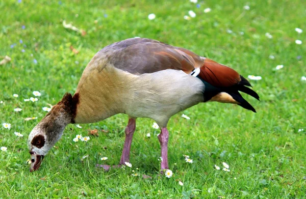 Egyptian Goose on the meadow — Stock Photo, Image