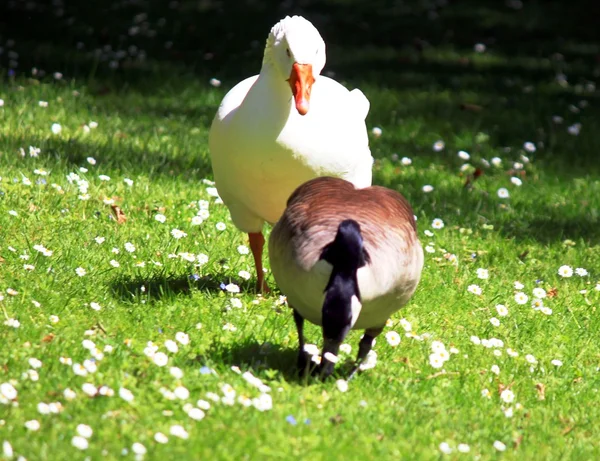 Oie et oie égyptienne au printemps — Photo