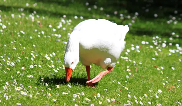 Ganso doméstico branco na primavera — Fotografia de Stock