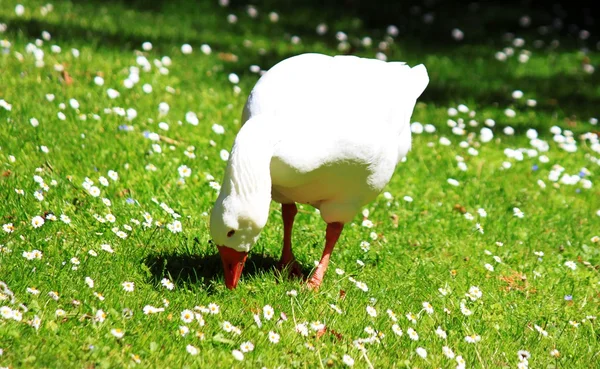 Ganso doméstico branco na primavera — Fotografia de Stock