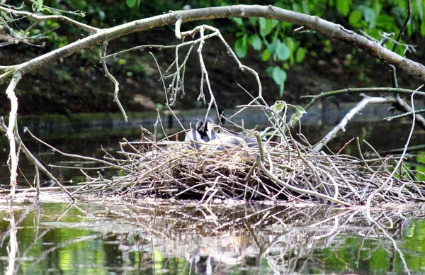 池塘上的鸟巢 — 图库照片