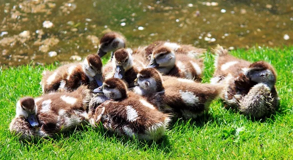 Ägyptische Gänsefamilie in einem Park — Stockfoto