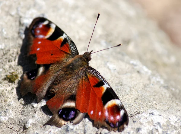 Stately Farfalla di pavone su pietra — Foto Stock