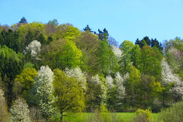 Árboles florecientes en primavera —  Fotos de Stock