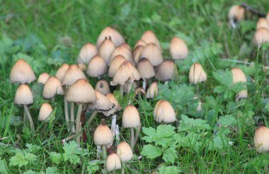 Sonbahar ormanındaki mantarlar