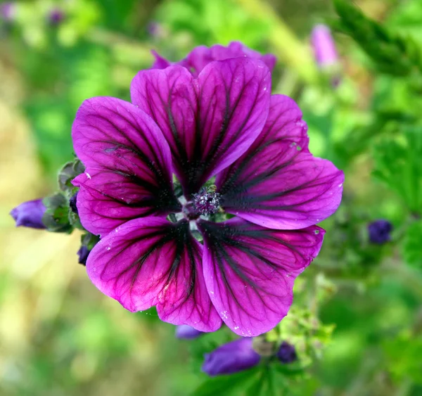 Grande fiore estivo viola — Foto Stock