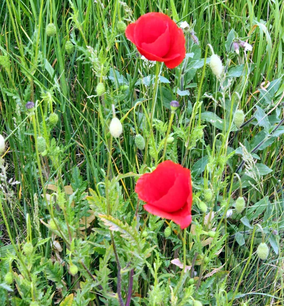 Rode papavers in gras — Stockfoto