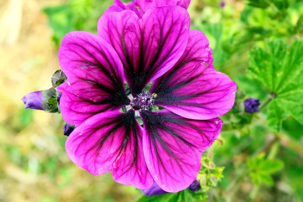 큰 보라색 여름 꽃 — 스톡 사진
