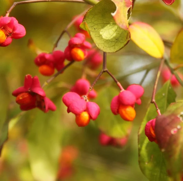 Fruits of the ordinary spindle bush