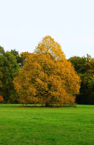 Bela natureza outono colorido — Fotografia de Stock