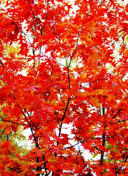 美しい色鮮やかな秋の自然 — ストック写真
