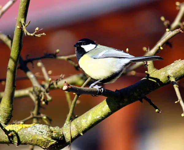 Hungry tit in winter — Stockfoto