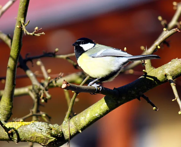 Hungrige Meisen im Winter — Stockfoto