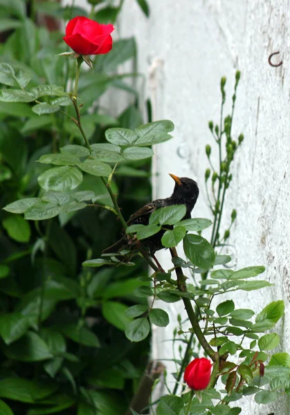 Starren auf der Suche nach Nahrung in den Garten — Stockfoto