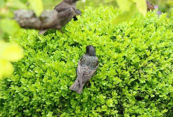 Regard dans le jardin à la recherche de nourriture — Photo