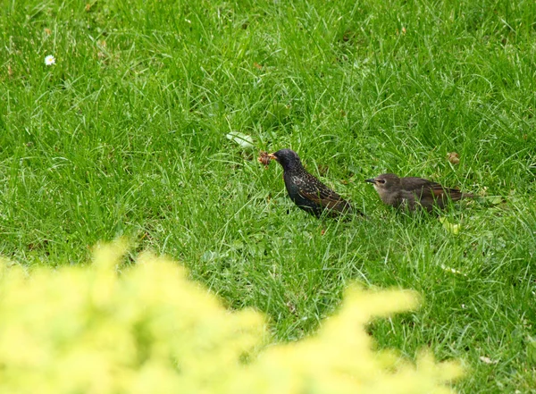 Regard dans le jardin à la recherche de nourriture — Photo