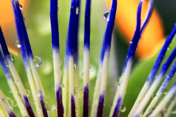 Flor de la pasión flor con gotas de agua — Foto de Stock