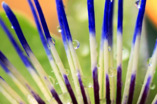 Su damlaları ile tutku çiçeği çiçeği — Stok fotoğraf