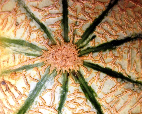 Pattern of melon dish — Stock Photo, Image