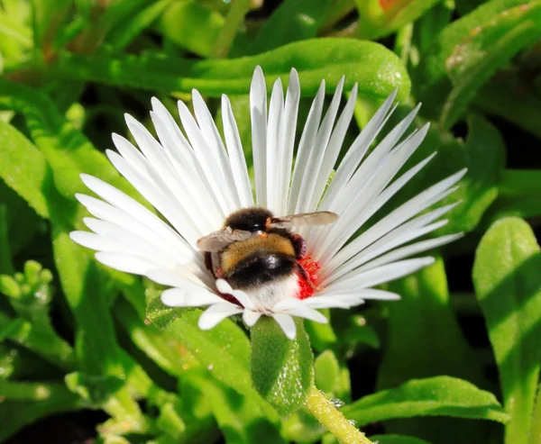 花蜜收集大黄蜂在花 — 图库照片
