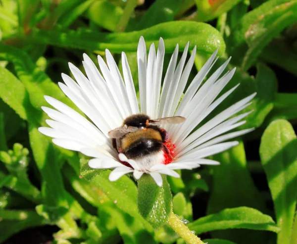 Nektar samlande humla på blomma — Stockfoto