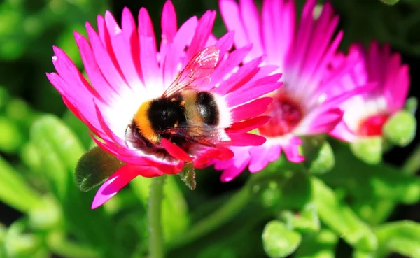 Nectar verzamelen hommel op bloem — Stockfoto