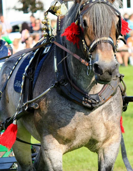 Decorato bel cavallo torneo — Foto Stock