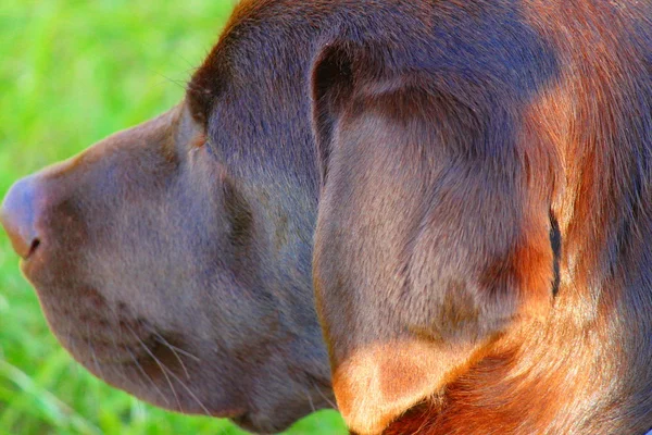 Head of a Labrador — Stock Photo, Image