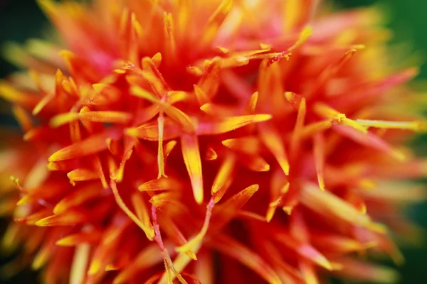 Large shaggy orange blossom — Stock Photo, Image