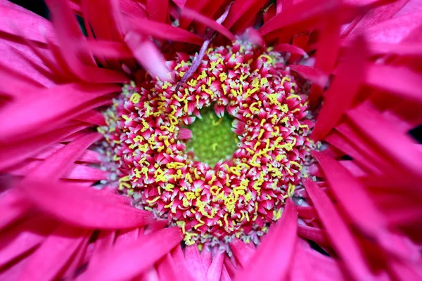 Bellissimo grande fiore rosa — Foto Stock