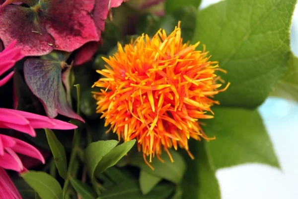Velký chlupatý pomerančový květ — Stock fotografie