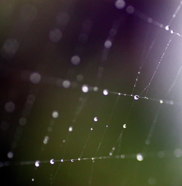 Yağmur damlaları ile örümcek ağı — Stok fotoğraf