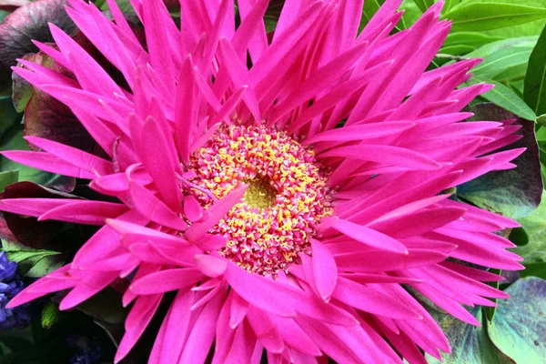 Grande flor rosa de Aster — Fotografia de Stock