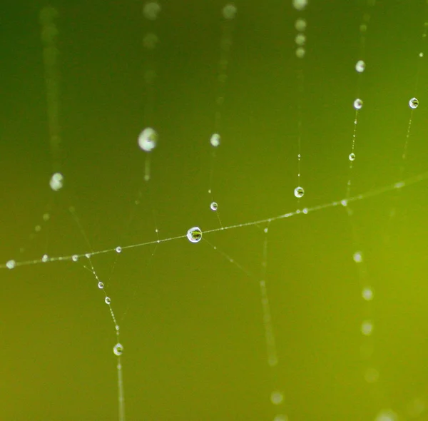 Spider Web with raindrops — Stock Photo, Image