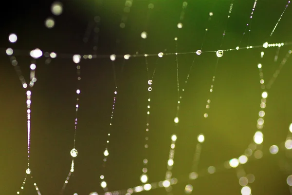 Yağmur damlaları ile örümcek ağı — Stok fotoğraf