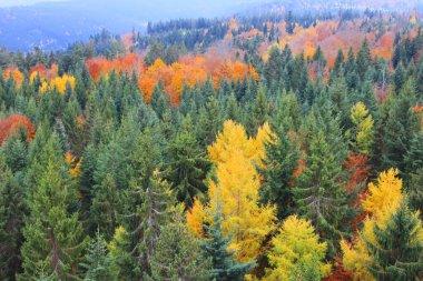 Güzel renkli sonbahar orman